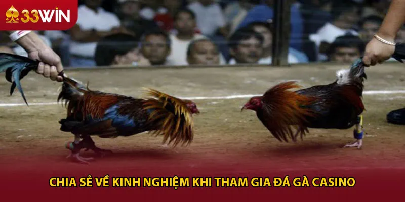 Chia sẻ về kinh nghiệm khi tham gia đá gà casino 