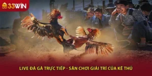 Live đá gà trực tiếp - Sân chơi giải trí của kê thủ